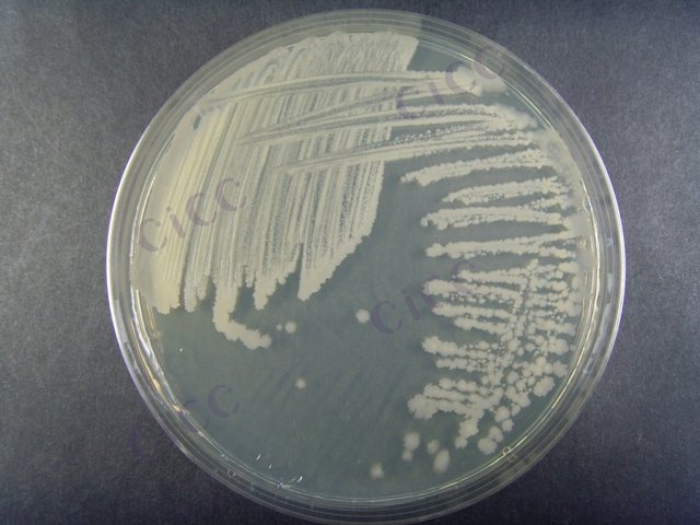 枯草芽胞杆菌 Bacillus subtilis CICC 10090 Bacillus subtilis
