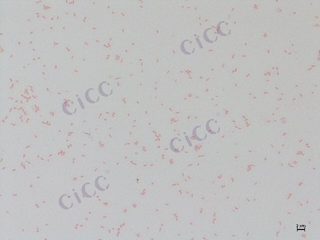 铜绿假单胞菌 Pseudomonas aeruginosa CICC 10205 Pseudomonas aeruginosa