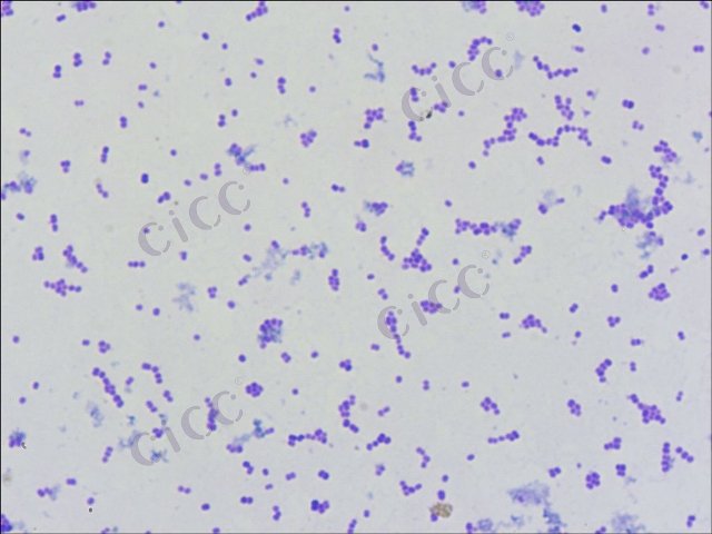 Pediococcus acidilactici