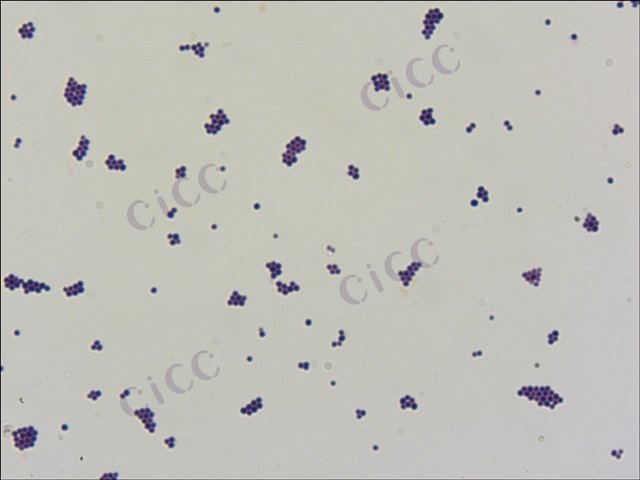 小牛肉葡萄球菌 Staphylococcus vitulinus CICC 10850 Staphylococcus vitulinus