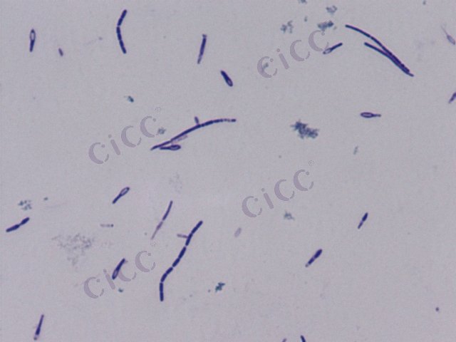 沙氏芽胞杆菌 Bacillus shackletonii CICC 10723 Bacillus shackletonii