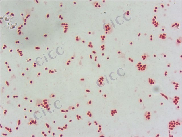 胞外多聚物鞘氨醇单胞菌 Sphingomonas sanxanigenens CICC 10256 Sphingomonas sanxanigenens