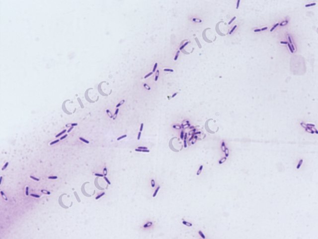 Bacillus subtilis subsp subtilis