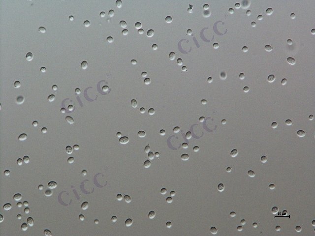 Rhodosporidium diobovatum