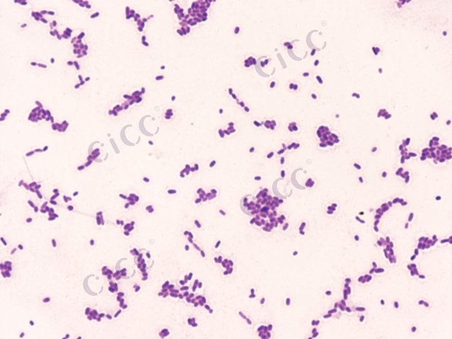 Pluralibacter gergoviae