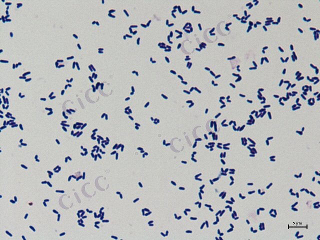 谷氨酸棒杆菌 Corynebacterium glutamicum CICC 10174 Corynebacterium glutamicum