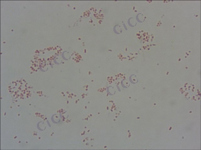 普通变形菌 Proteus vulgaris CICC 10401 Proteus vulgaris