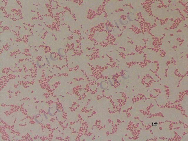 水藤黄色单胞菌 Luteimonas aquatica CICC 10548 Luteimonas aquatica