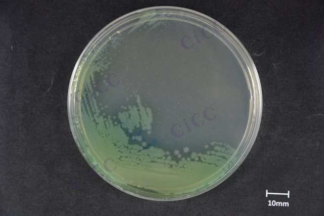 铜绿假单胞菌 Pseudomonas aeruginosa CICC 24649 Pseudomonas aeruginosa