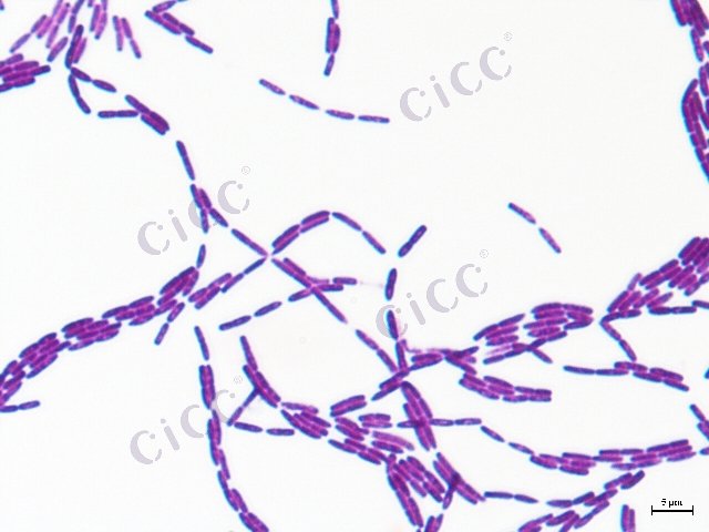 苏云金芽胞杆菌 Bacillus thuringiensis CICC 22945 Bacillus thuringiensis