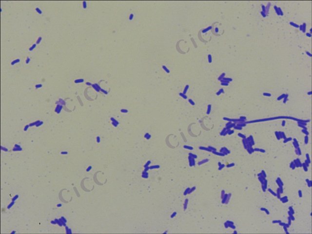 Levilactobacillus brevis