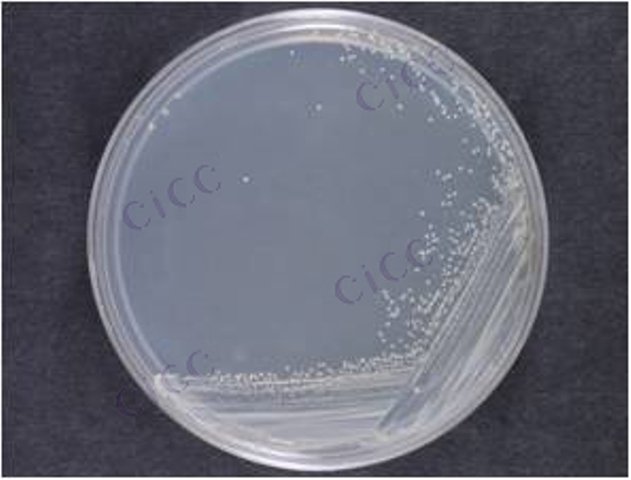 Staphylococcus sp