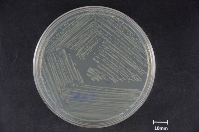 Citrobacter portucalensis