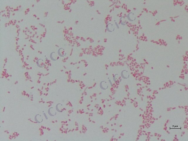 大肠埃希氏菌 Escherichia coli CICC 10249 Escherichia coli