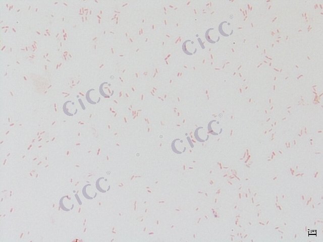 缺陷短波单胞菌 Brevundimonas diminuta CICC 10816 Brevundimonas diminuta