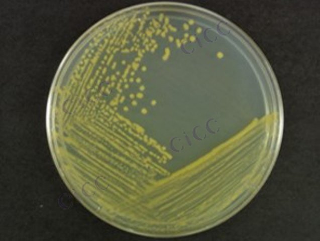 Paenibacillus hunanensis