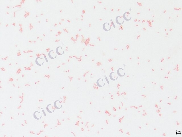 Enterobacter aerogenes