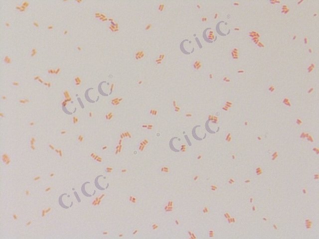 Cronobacter malonaticus