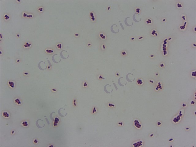 Levilactobacillus brevis