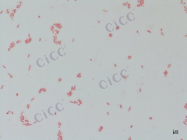大肠埃希氏菌 Escherichia coli CICC 10243 Escherichia coli