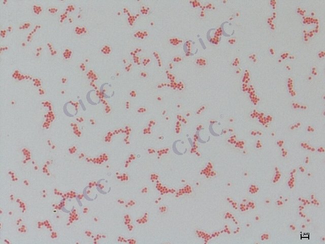 肺炎克雷伯氏菌肺炎亚种 Klebsiella pneumoniae subsp pneumoniae CICC 10281 Klebsiella pneumoniae subsp pneumoniae