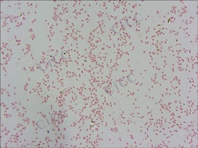 野油菜黄单胞菌 Xanthomonas campestris CICC 10259 Xanthomonas campestris