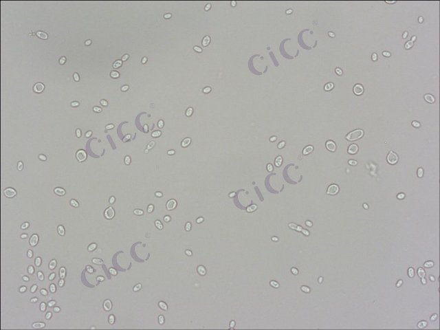 Rhodotorula mucilaginosa