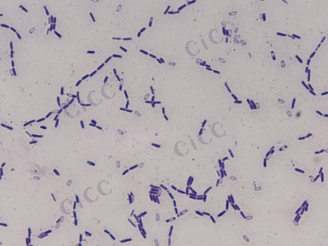 Bacillus siamensis