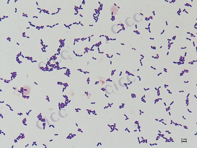 植物乳植杆菌 Lactiplantibacillus plantarum CICC 10481 Lactiplantibacillus plantarum