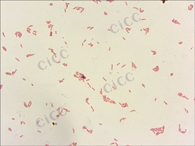 胺杆菌属 Aminobacter sp CICC 10217 Aminobacter sp