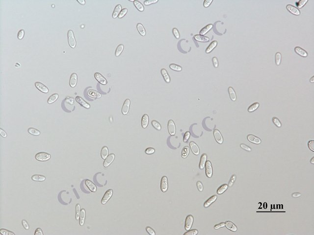 Saccharomyces cerevisiae
