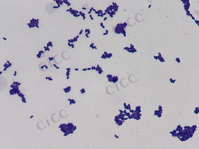 Acidipropionibacterium jensenii