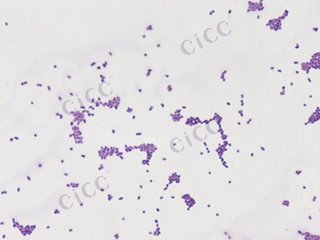 Salmonella enterica subsp enterica serovar Hadar