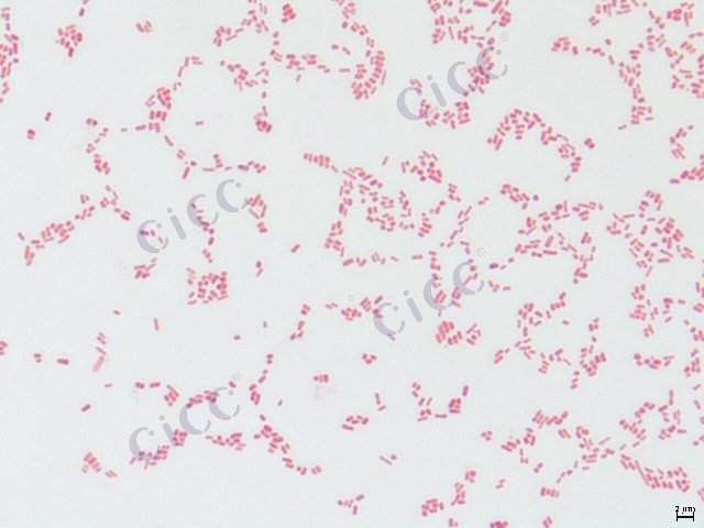 大肠埃希氏菌 Escherichia coli CICC 10375 Escherichia coli