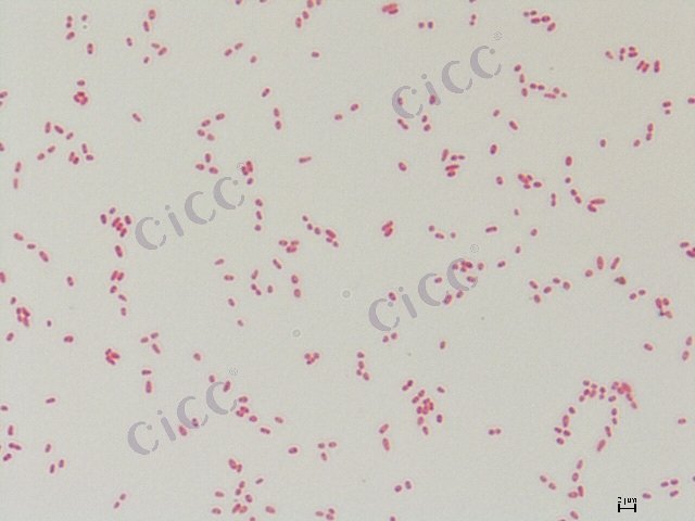 假单孢菌属 Pseudomonas sp CICC 10463 Pseudomonas sp