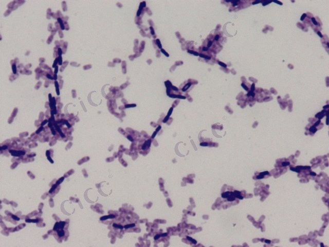 枯草芽胞杆菌枯草亚种 Bacillus subtilis subsp subtilis CICC 10339 Bacillus subtilis subsp subtilis