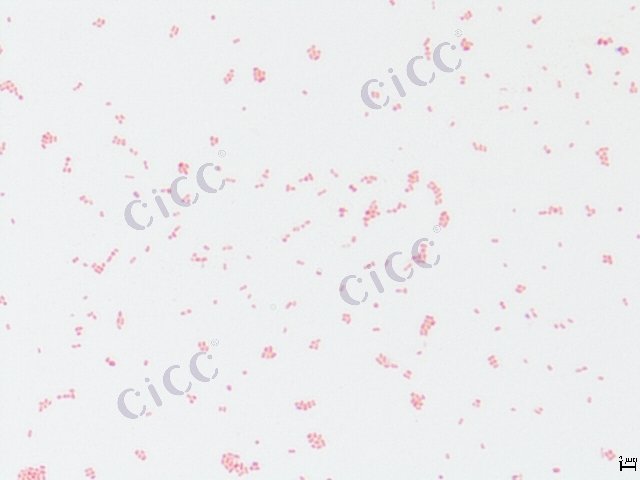 Citrobacter portucalensis