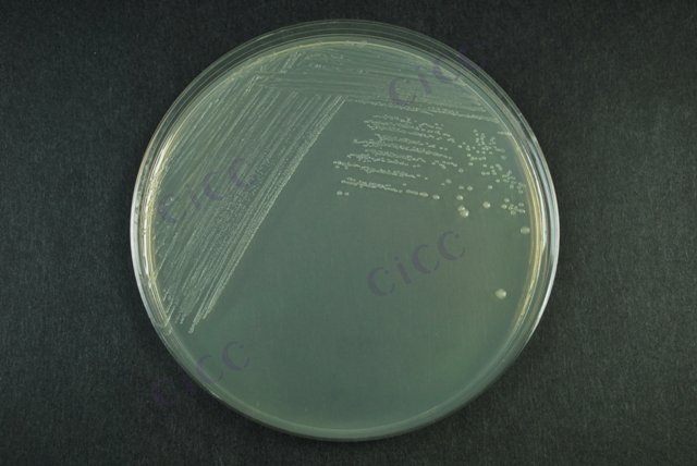 大肠埃希氏菌 Escherichia coli CICC 10250 Escherichia coli
