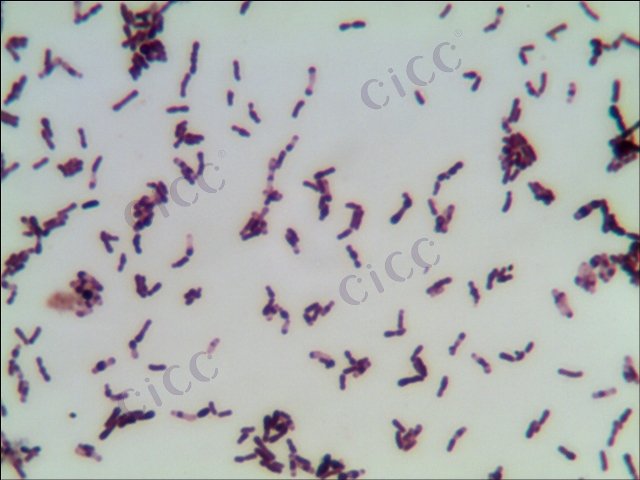 Bifidobacterium animalis