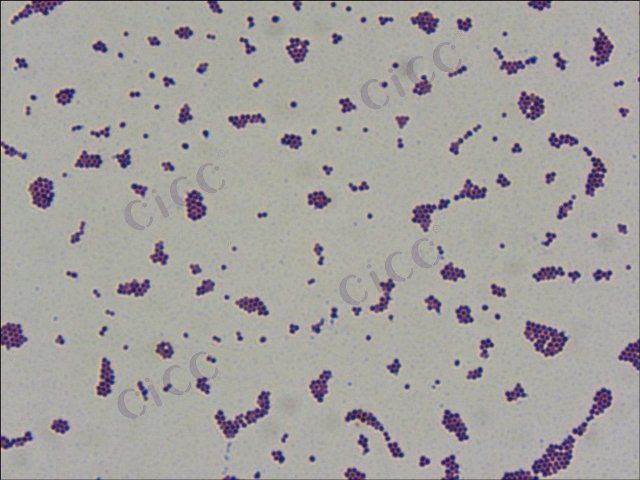 金黄色葡萄球菌 Staphylococcus aureus CICC 10301 Staphylococcus aureus
