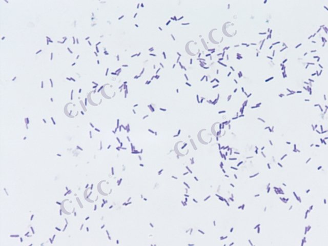 Cronobacter malonaticus