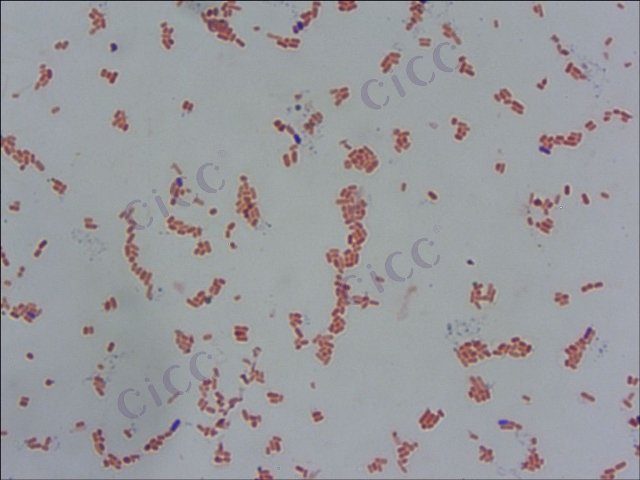 产肠毒素大肠埃希氏菌 Escherichia coli ETEC O78：K80 CICC 10413 Escherichia coli ETEC O78：K80