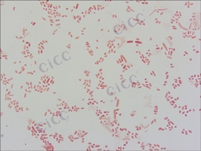 葡糖酸醋杆菌属 Gluconacetobacter sp CICC 10773 Gluconacetobacter sp
