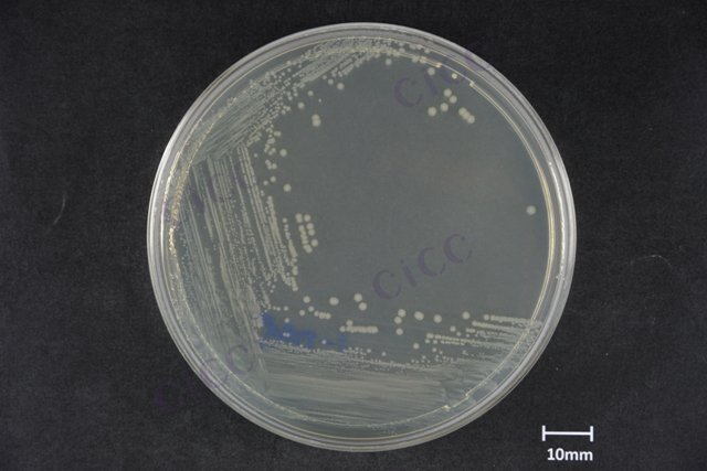 Citrobacter portucalensis