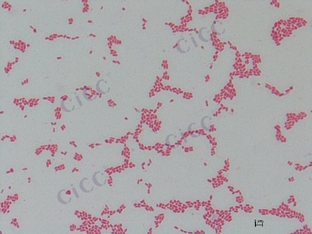 产肠毒素大肠埃希氏菌 Escherichia coli ETEC O25：K19 CICC 10414 Escherichia coli ETEC O25：K19