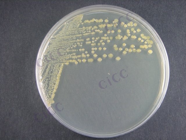 湖南类芽胞杆菌 Paenibacillus hunanensis sp nov. CICC 10489 Paenibacillus hunanensis sp nov.