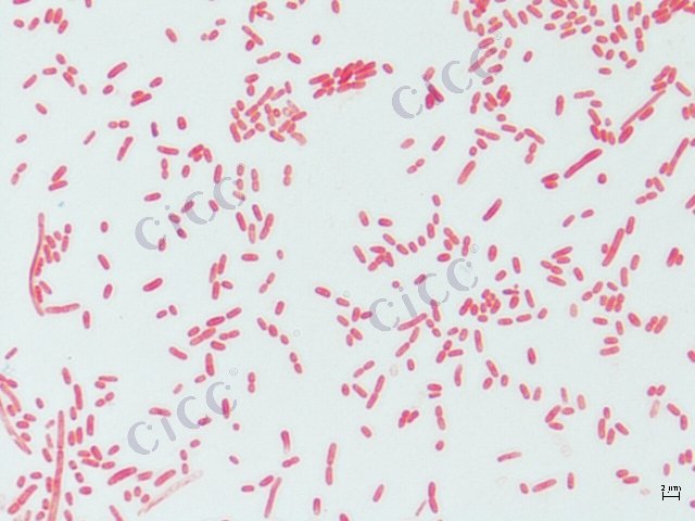 大肠埃希氏菌 Escherichia coli CICC 10246 Escherichia coli
