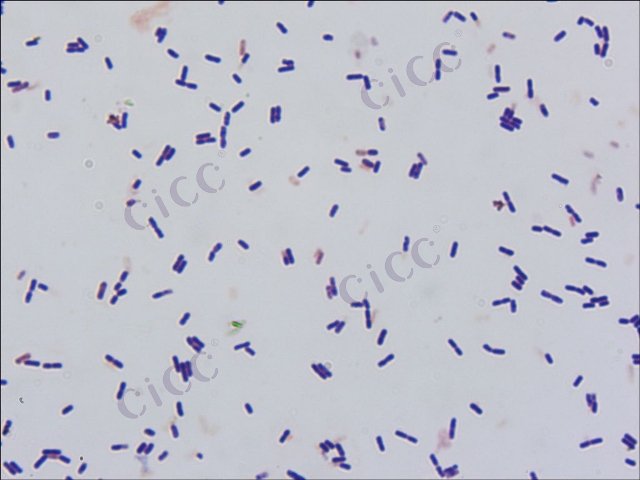 耐盐芽胞杆菌 Bacillus halotolerans CICC 10033 Bacillus halotolerans