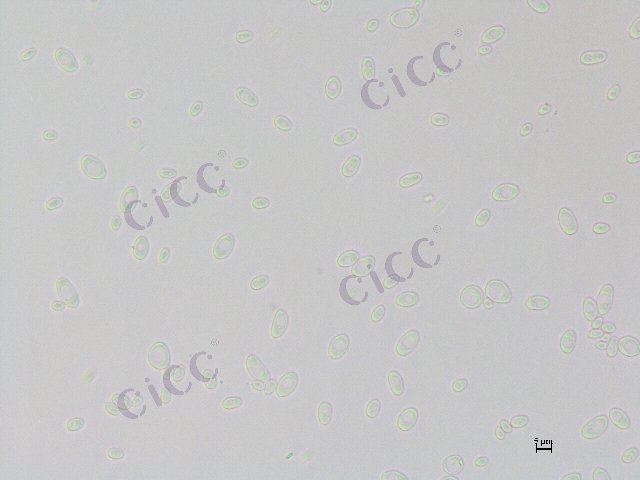 Issatchenkia orientalis