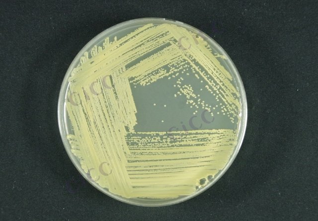 Micrococcus luteus